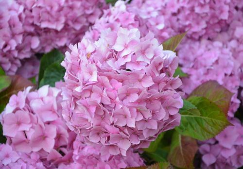 flowers hydrangea pink