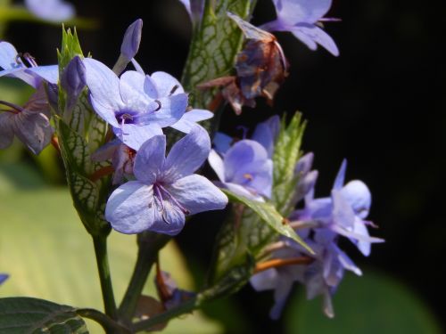 flowers blue lilacs