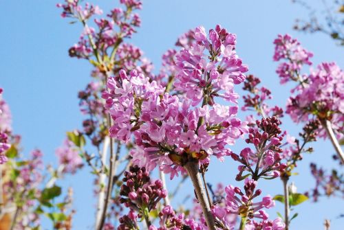 flowers sky pink