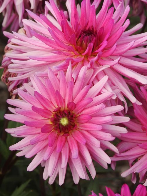 flowers summer pink summer flowers