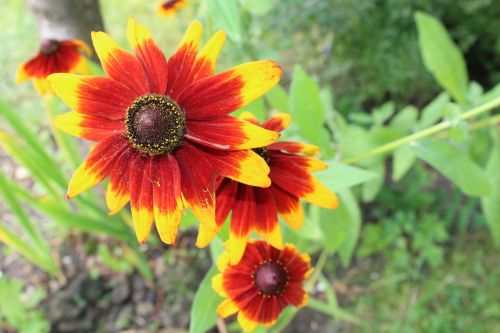 flowers summer plant