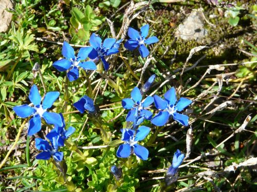 flowers blue nature