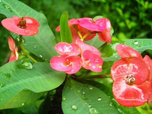 flowers ephorbia red