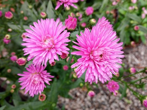 flowers pink