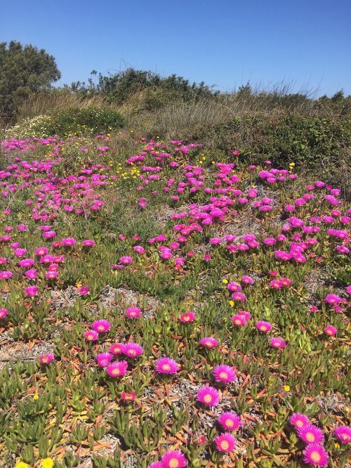 flowers sea sardinia