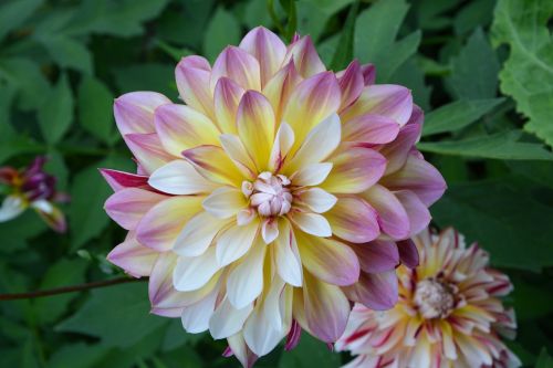 flowers dahlia pink