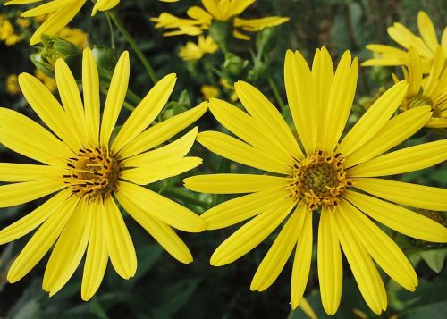 flowers yellow yellow flowers