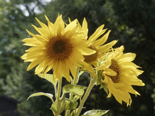 flowers sunflower yellow