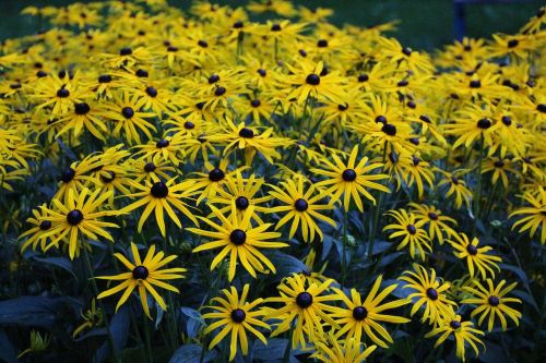 flowers yellow spring