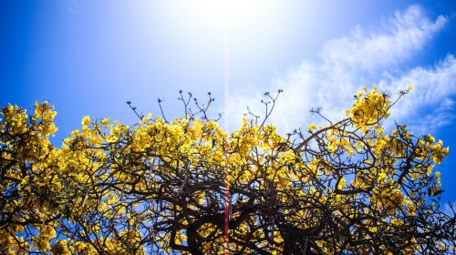 flowers tree yellow