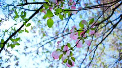 flowers tree blossom