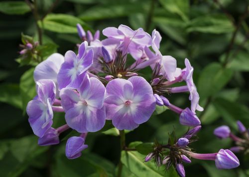 flowers katherine lilac