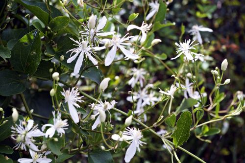 flowers flower white flower