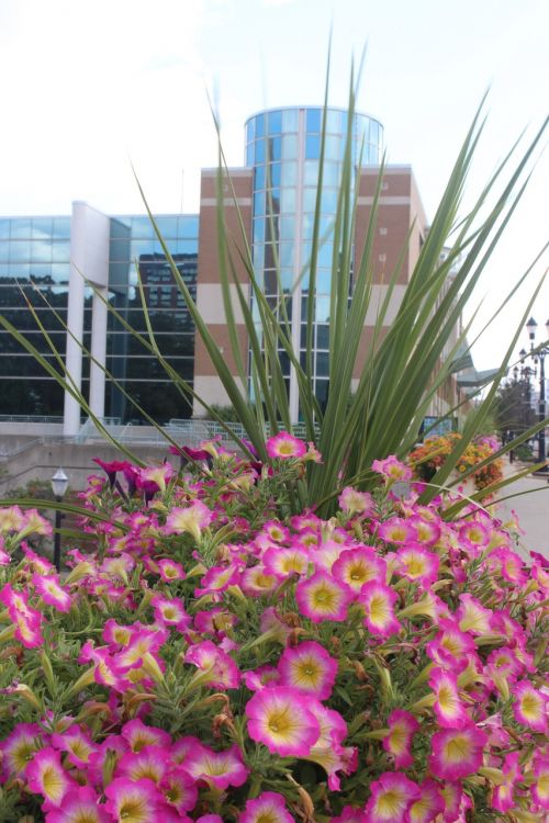 flowers building pink