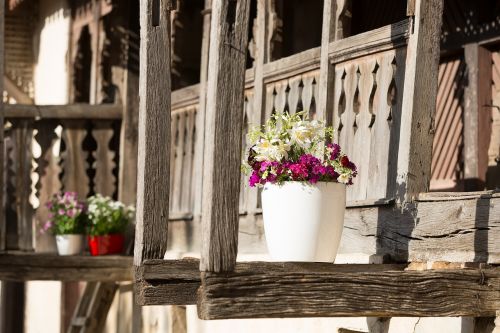 flowers flowerpots green