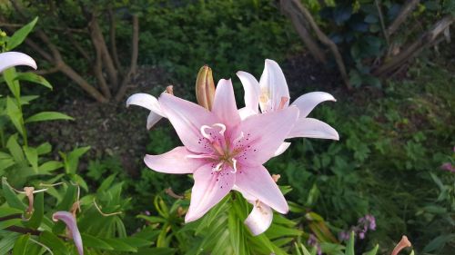 flowers lily pink