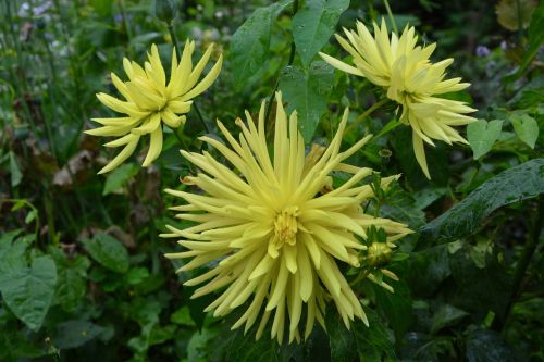 flowers yellow green leaves