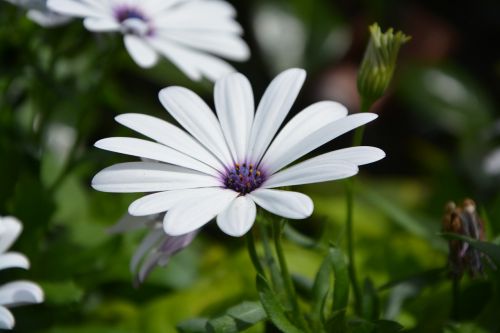 flowers white flower petals