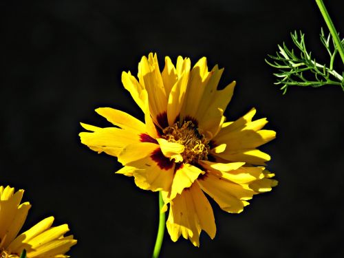 flowers yellow summer