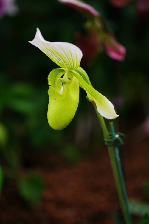 flowers wildflower potted plant