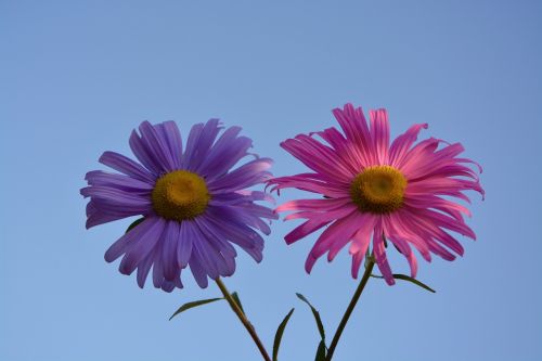 flowers pink violet