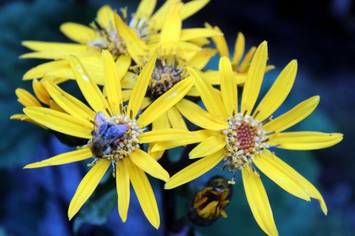 flowers garden summer