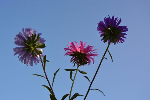 flowers sky nature