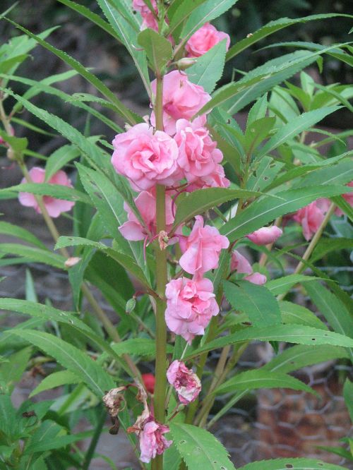 flowers garden green leaves