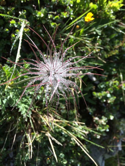 flowers droplets water