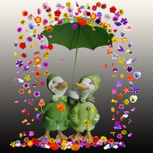 flowers flowers rain umbrella