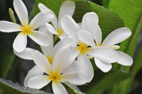 flowers white petals