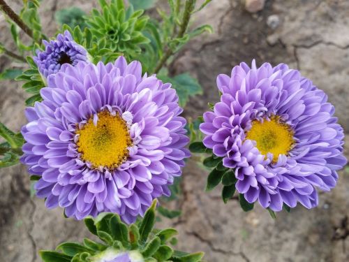 flowers purple nature