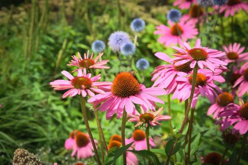 flowers blossom bloom