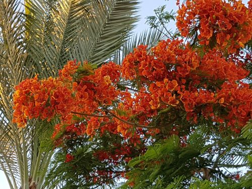 flowers tree egypt