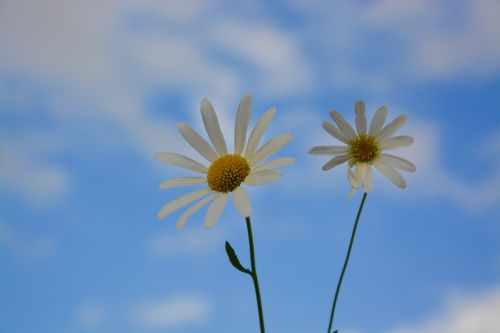 flowers daisies nature