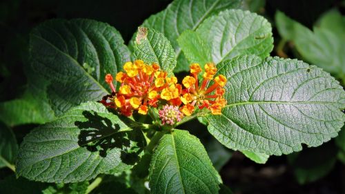 flowers orange yellow