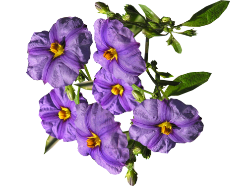 flowers purple shrub