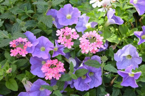 flowers plants purple