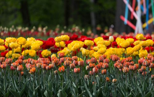 flowers tulips festival