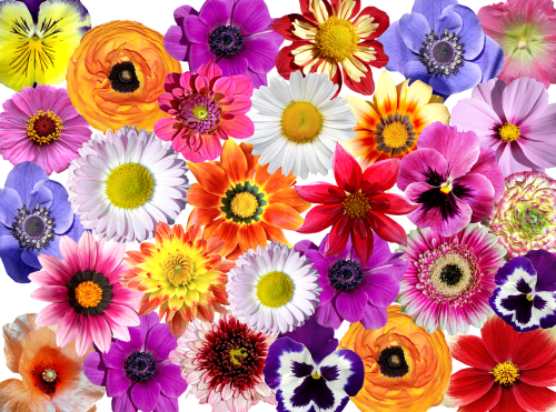 flowers flower colorful flower