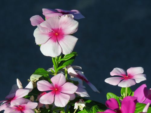 flowers pink white