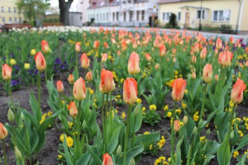 flowers tulips flower bed