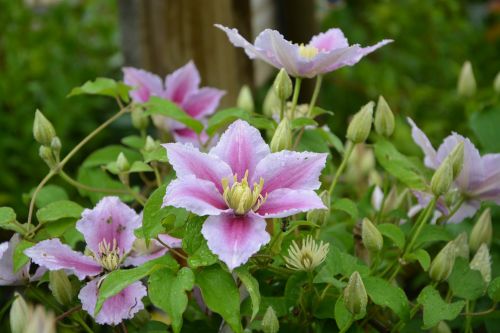 flowers clematis pink