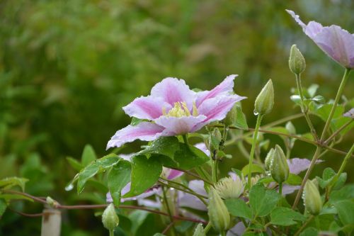 flowers buds clematis