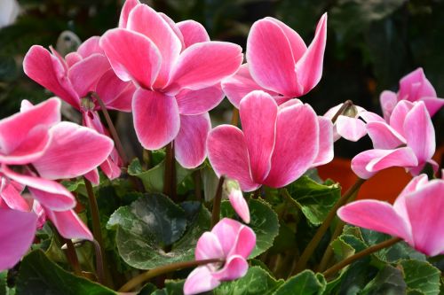 flowers pink white jardiniere