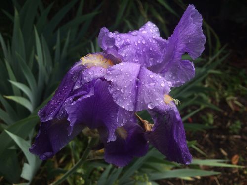 flowers garden rain