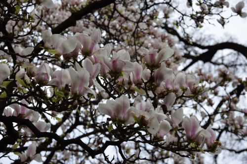flowers trees flowering tree