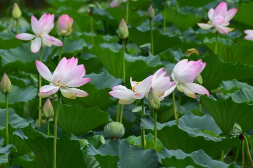 flowers lotus pond