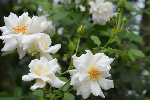 flowers roses nature