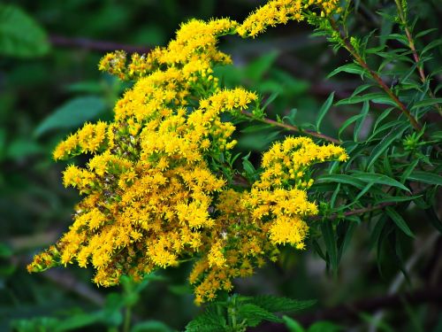 flowers flower yellow